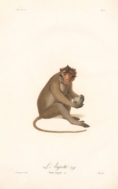 Javan Langur by Jean Baptiste Audebert