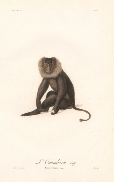 Lion-tailed Macaque by Jean Baptiste Audebert