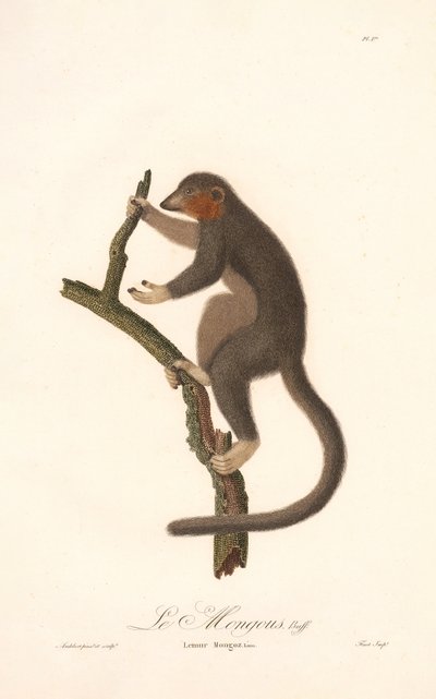Mongoose Lemur by Jean Baptiste Audebert
