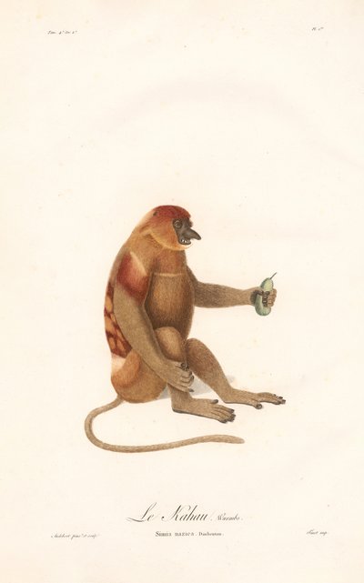 Proboscis Monkey by Jean Baptiste Audebert