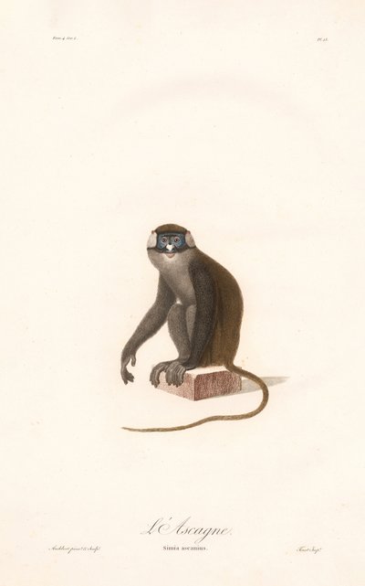 Red-tailed Monkey by Jean Baptiste Audebert
