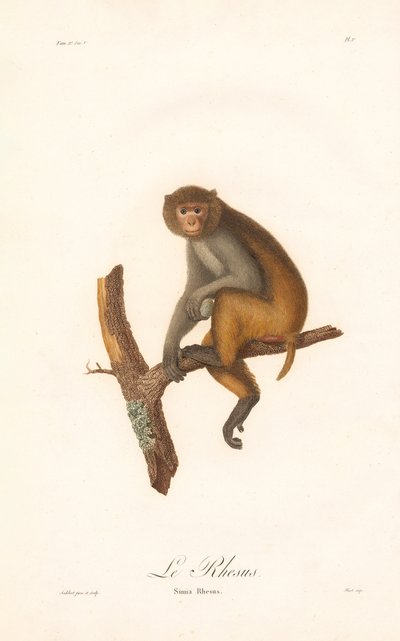 Rhesus Macaque by Jean Baptiste Audebert