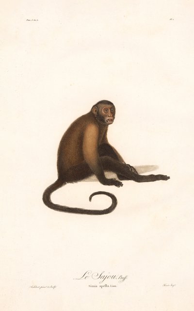 Tufted Capuchin Monkey by Jean Baptiste Audebert