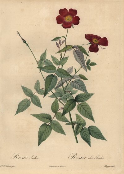 Crimson China Rose, Rosa Chinensis by Jean Baptiste Chapuy