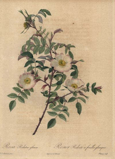 White and Pink Rose, Rosa Redutea Glauca by Jean Baptiste Chapuy