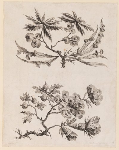 Flower Boughs from, "Recueil de Fleurs Chinois" by Jean Baptiste Pillement