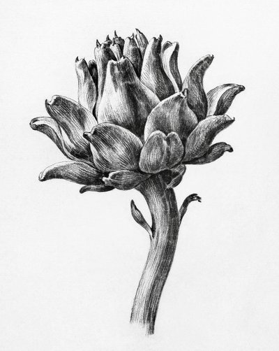 Artichoke by Jean Bernard