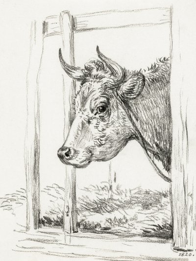 Head of a Cow by Jean Bernard