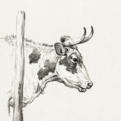 Head of a Cow, To the Right by Jean Bernard