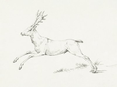 Jumping Deer by Jean Bernard