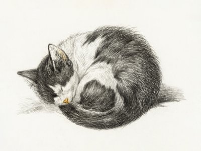 Rolled Up Lying Sleeping Cat by Jean Bernard