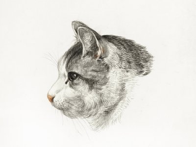 Sketch of a Cat by Jean Bernard