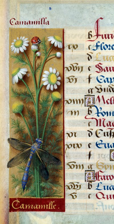 Botanical: Chamomile with Ladybug and Dragonfly by Jean Bourdichon