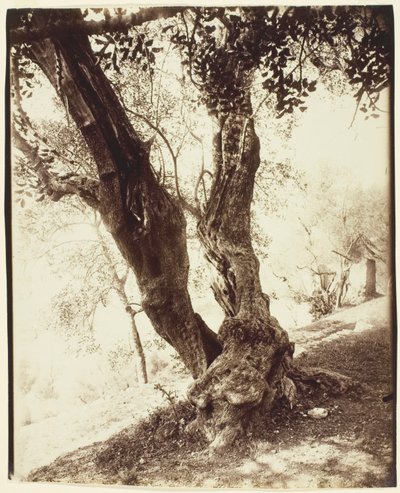 Olive Tree, Nice by Jean Eugène Auguste Atget