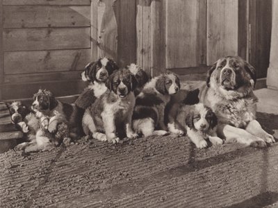 Switzerland: The Famous St Bernard Dogs by Jean Gaberell