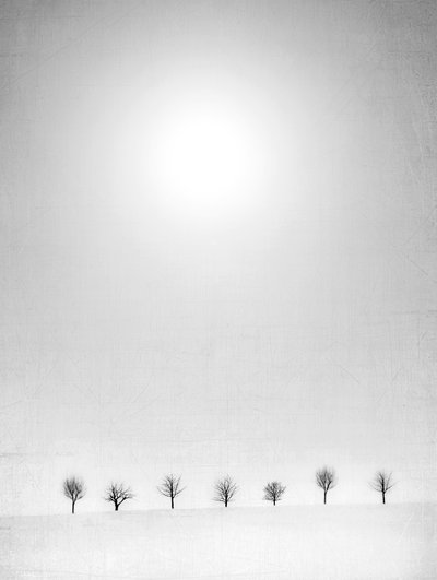 Bare Trees White Snow by Jeffrey Hummel