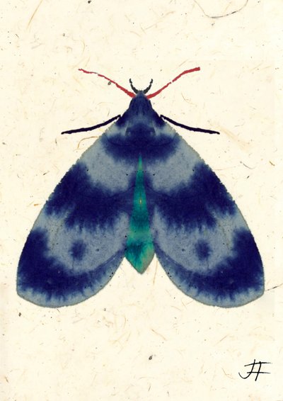 Indigo Moth, 2024 by Jenny Frean