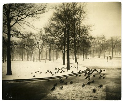Common with pigeons, Boston, USA by Jessie Tarbox Beals