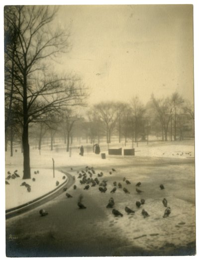 Common with pigeons, Boston, USA, c.1902-10 by Jessie Tarbox Beals