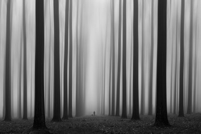 Misty Forest Path by Jochen Bongaerts