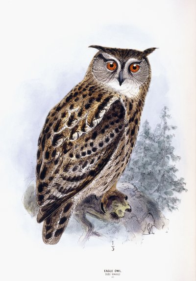 Eagle Owl by Johan Gerard Keulemans