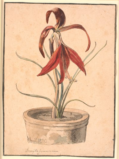 Blooming Amaryllis by Johan Thomas Lundbye