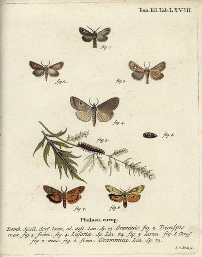 Antler moth, Lygephila lusoria and feathered footman by Johann Carl Bock
