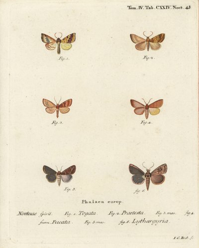 Barred sallow, Tileacea aurago, and clay moth, Mythimna ferrago. Handcoloured copperplate engraving by Johann Carl Bock after Eugenius Johann Christoph Esper’s Die Schmetterlinge in Abbildungen nach der Natur, Erlangen by Johann Carl Bock
