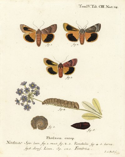 Broad-Bordered Yellow Underwing. Handcoloured Copperplate Engraving by Johann Carl Bock after Eugenius Johann Christoph Esper’s Die Schmetterlinge in Abbildungen nach der Natur, Erlangen by Johann Carl Bock