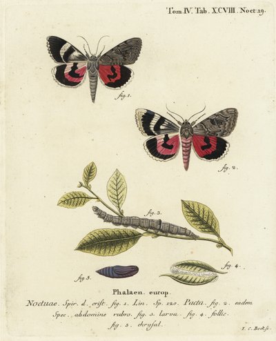 Catocala Pacta Moth. Handcoloured Copperplate Engraving by Johann Carl Bock by Johann Carl Bock