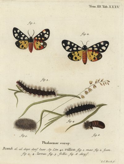 Cream-spot tiger moth, Epicallia villica by Johann Carl Bock