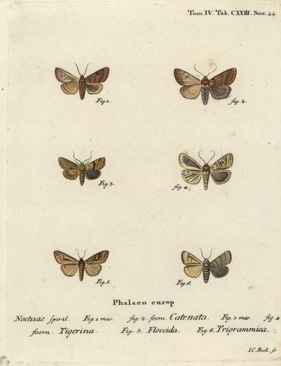 Flounced chestnut, Agrochola helvola, dotted chestnut, Conistra rubiginea, brown-line bright-eye, Mythimna conigera, and treble lines, Charanyca trigrammica. Handcoloured copperplate engraving by Johann Carl Bock after Eugenius Johann Christoph Esper by Johann Carl Bock