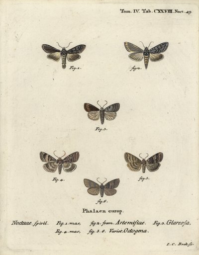 Green Silver-Spangled Shark, Cucullia Argentea, Autumnal Rustic, Eugnorisma Glareosa, Figure of Eighty, Tethea Ocularis. Handcoloured Copperplate Engraving by Johann Carl Bock after Eugenius Johann Christoph Esper’s Die Schmetterlinge in Abbildungen by Johann Carl Bock