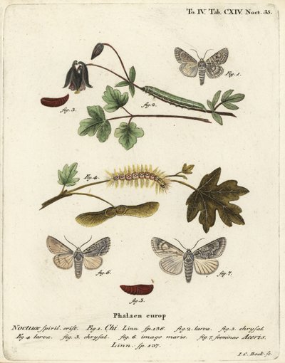 Grey Chi and Sycamore Moth (Illustration from Die Schmetterlinge) by Johann Carl Bock