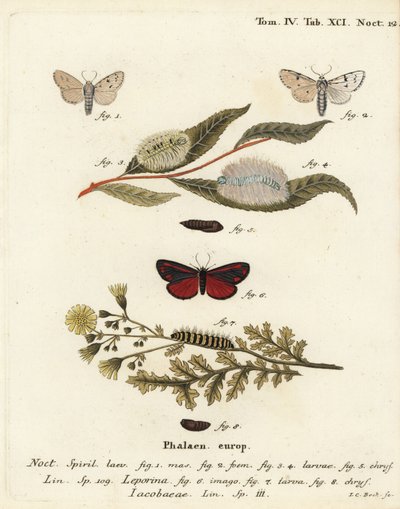 Miller Moth and Cinnabar Moth. Handcoloured Copperplate Engraving by Johann Carl Bock by Johann Carl Bock
