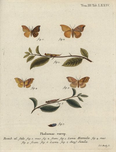 Oak hook-tip and barred hook-tip by Johann Carl Bock