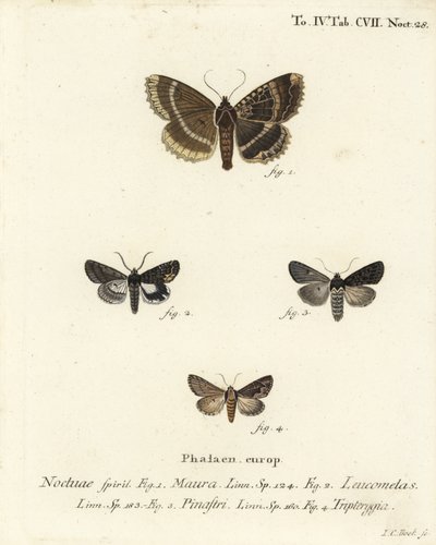 Old Lady or Black Underwing, Eastern Alchymist, and Dypterygia Scabriuscula. Handcoloured Copperplate Engraving by Johann Carl Bock by Johann Carl Bock