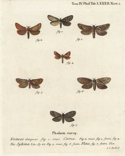 Pharmacis Carna, Orange Swift, and Gold Swift. Handcoloured Copperplate Engraving by Johann Carl Bock by Johann Carl Bock
