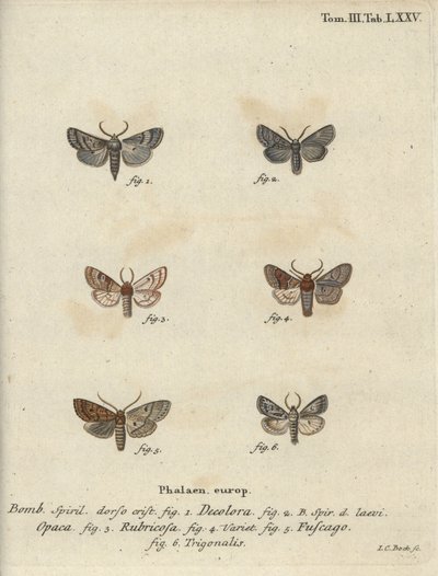 Powdered Quaker, Red Chestnut, Brick Moth, etc. by Johann Carl Bock