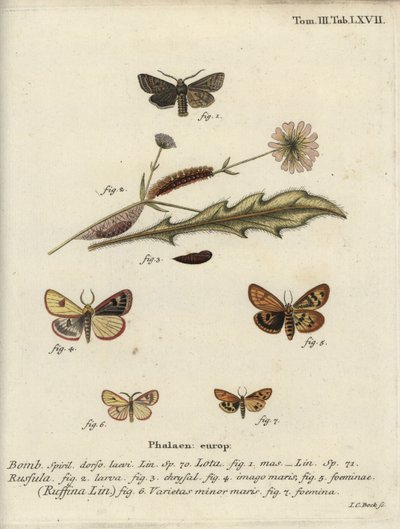 Red-line quaker, clouded buff and flounced chestnut by Johann Carl Bock
