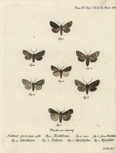 Saxon Moth, Shears Moth, Marsh Dagger, Brown-Spot Pinion, White-Line Dart, Opigena Polygona. Handcoloured Copperplate Engraving by Johann Carl Bock by Johann Carl Bock