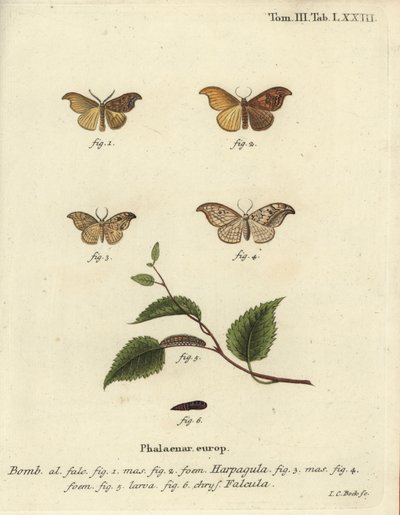 Scarce hook-tip and pebble hook-tip by Johann Carl Bock