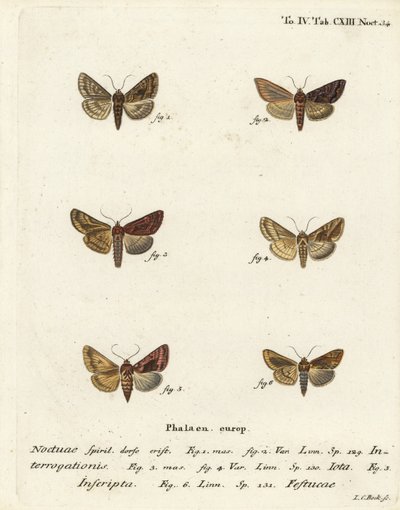 Scarce Silver Y, Plain Golden Y, and Gold Spot (Illustration from Die Schmetterlinge) by Johann Carl Bock