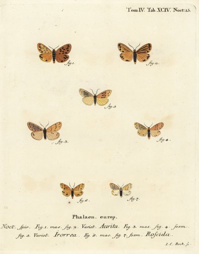 Setina Aurita Moth, Dew Moth, and Setina Roscida Moth (Illustration from Die Schmetterlinge) by Johann Carl Bock