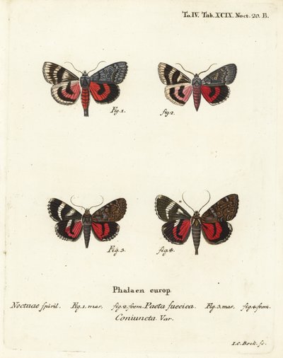 Underwing moths, Catocala pacta and Catocala coniuncta (Handcoloured copperplate engraving by Johann Carl Bock) by Johann Carl Bock
