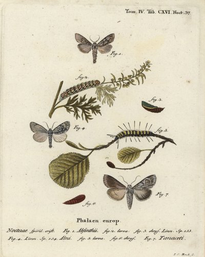 Wormwood Moth, Alder Moth, and Cucullia Tanaceti. Handcoloured Copperplate Engraving by Johann Carl Bock after Eugenius Johann Christoph Esper’s Die Schmetterlinge in Abbildungen nach der Natur, Erlangen by Johann Carl Bock
