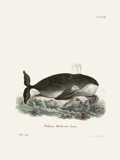 Bowhead Whale by Johann Christian Daniel Von Schreber
