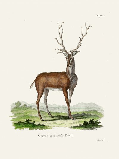 Elk by Johann Christian Daniel Von Schreber