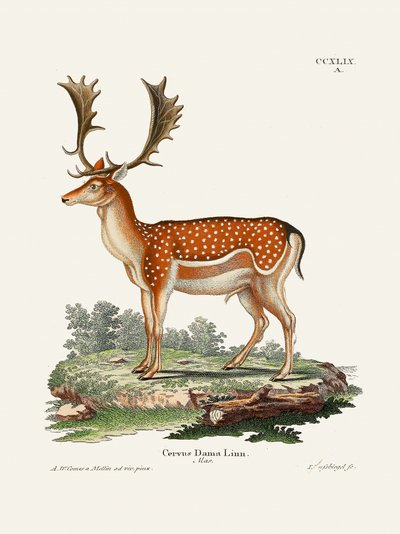 European Fallow Deer by Johann Christian Daniel Von Schreber