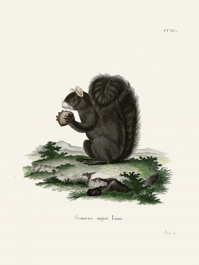 Fox Squirrel by Johann Christian Daniel Von Schreber